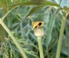 Show product details for Arisaema flavum