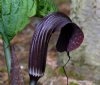 Show product details for Arisaema propinquum