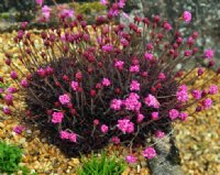 Bright pink flowers over deep red foliage