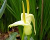 Show product details for Arum creticum