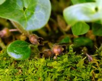 Rich green glossy foliage and numerous brown flowers.