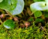 Show product details for Asarum europaeum