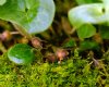 Asarum europaeum