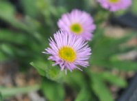 Beuatiful pink flowers with a yellow eye.