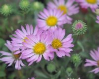 Pink daisy-like flowers over greyish foliage.