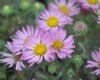 Show product details for Aster coloradoensis
