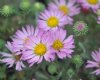 Aster coloradoensis