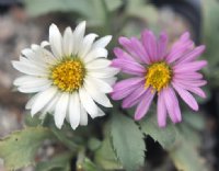 White to pink daisy-like flowers over greyish foliage.