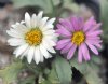 Show product details for Aster coloradoensis
