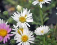 White daisy like flowers