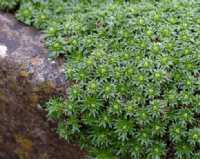 Rich green evergreen foliage and masses of tiny yellow flowers.