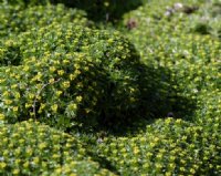 Lush green carpets of growth