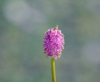 Nice mid pink flowers on erect stem.