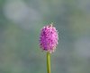 Barnardia japonica ...