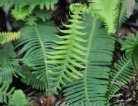 fabulous ladder type fern growing from a central woody stem