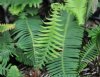 Show product details for Blechnum nipponicum