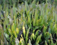 Deep green ladder like fronds