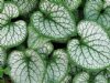 Show product details for Brunnera macrophylla Jack Frost