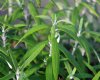 Show product details for Buddleia loricata