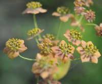 Fresh green foliage a bronzy flowers in late summer.