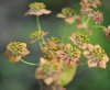 Show product details for Bupleurum longifolium Bronze Beauty