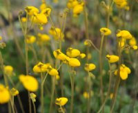 Nice yellow pouch like flowers in masses