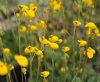 Calceolaria biflora...