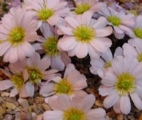 Pretty pink daisy like flowers