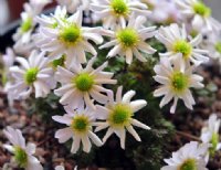 Pale pink daisy like flowers in very early spring on tight mounds.