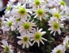 Show product details for Callianthemum aff kernerianum