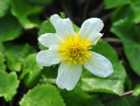 Cleanest white flowers with yellow stamens.