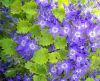 Show product details for Campanula garganica Dickson's Gold