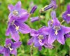 Campanula aucheri