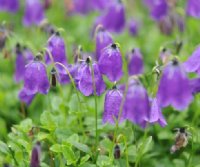 Lovely bell shaped blue flowers in masses.