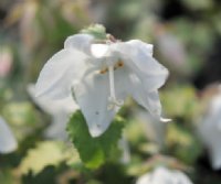 Big clean white flowers in mid summer over rich green foliage.