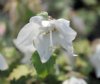 Show product details for Campanula choruhensis