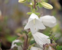 Big white flowers on rigid stems