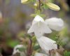 Show product details for Campanula dolomitica