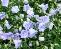 Pale blue double flowers in abundance