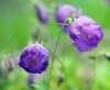 Campanula pulloides...