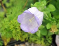 Nice big lavender purple bell-like flowers.