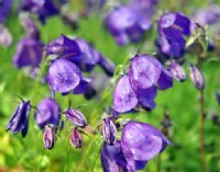 Lovely rich purple flowers