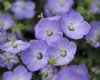 Show product details for Campanula Samantha