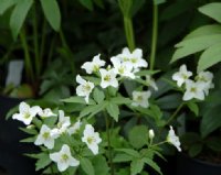 Clear white flowers facing upwards