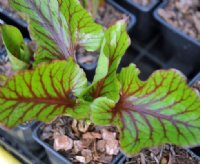 red veined young leaves in spring