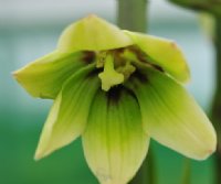 Lovely tubular creamy-green flowers.