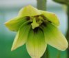 Cardiocrinum cordat...