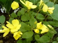 Bright canary yellow cup shaped flowers