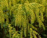 Yellow flowers in pendulous bunches