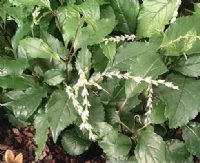 small white flowers over glossy foliage